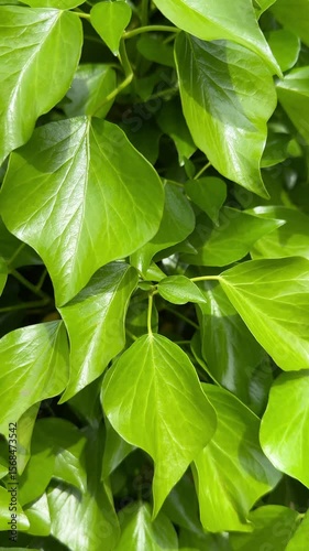 green leaves of a plant vertical background for story