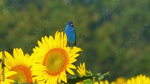 Indigo bunting deep blue bird perched on sunflower against blurry background on sunny day. 