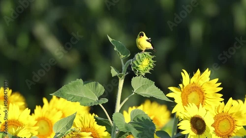 Goldfinch yellow bird perched on sunflower against blurry background. 