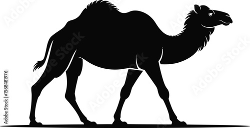 Black silhouette of a camel walking on white background [Converted].eps