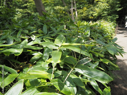 Wallpaper Mural 笹のある風景 Torontodigital.ca