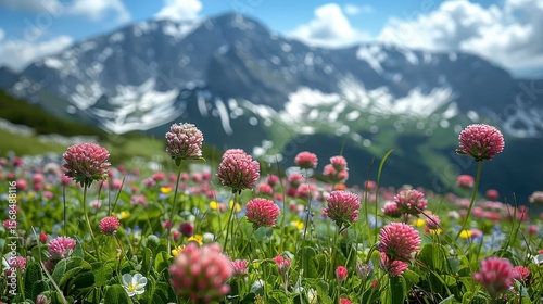 Fototapeta Naklejka Na Ścianę i Meble -  Meadow of clover with mountains in the background on a sunny day