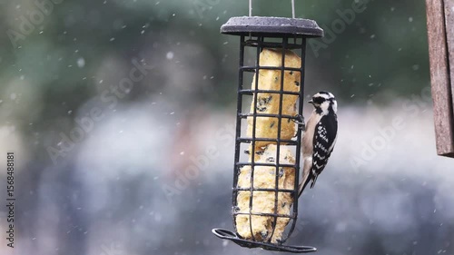 Downey woodpecker clings to suet feeder in the snow fall. 