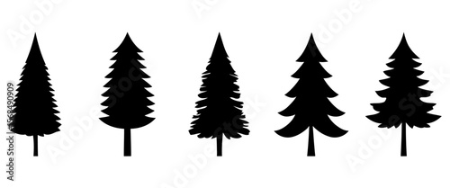Pine species vector collection conifer varieties Christmas tree farm art for botanical guides outdoor branding and seasonal decor