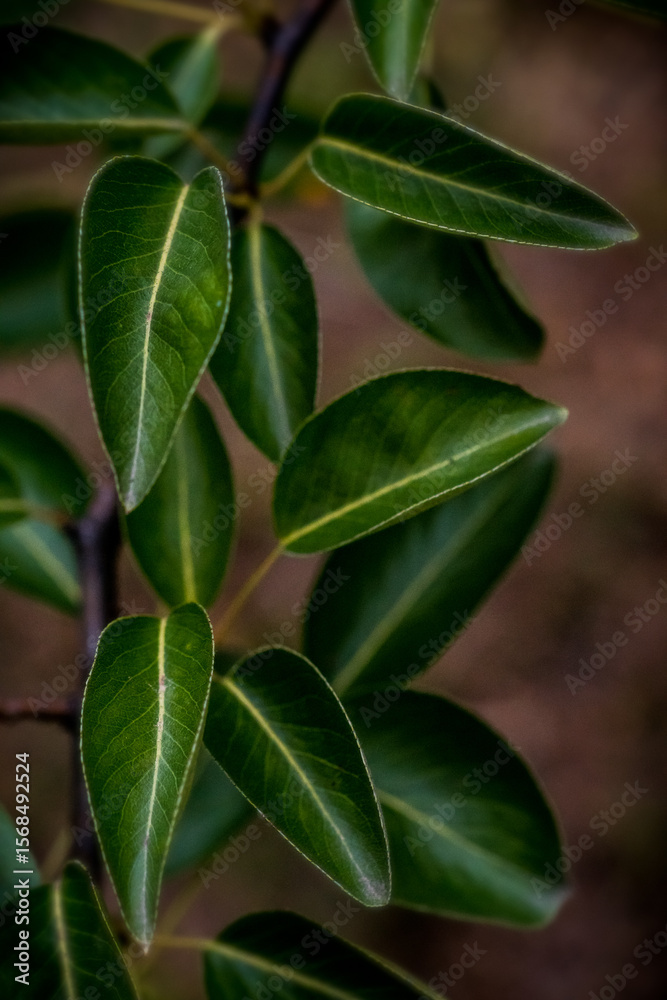 Obraz premium The splendor and vibrant colors of leaves of the pear tree