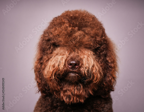 portrait of a Barbet