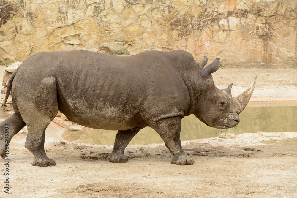 Fototapeta premium Rhinoceros at a wildlife reserve