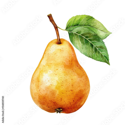 . Pear with leaf watercolor illustration isolated on whit subject