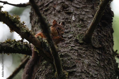 Canvas Print A close-up of a red squirrel in a coniferous forest in summer after the rain, Os