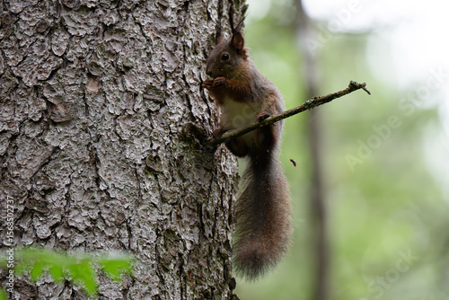 Photography A close-up of a red squirrel in a coniferous forest in summer after the rain, Os
