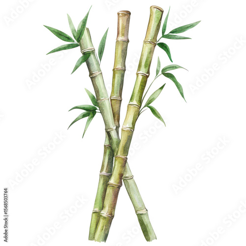 . Bamboo watercolor illustration isolated on transparent. subject