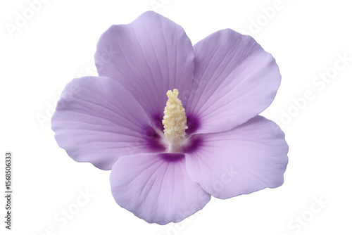 Light purple hibiscus flower blooming on a transparent background, perfect for design projects needing a touch of natural beauty