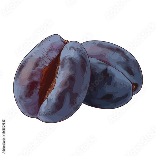 Two Hand Drawn Plums in Close Up
