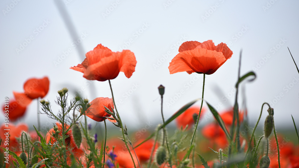 Naklejka premium poppies. delicate petals of red poppies in the sun. background with poppy flowers. Beautiful red poppy wild flower and buds in the field. beauty in nature. close-up. spring season, summer time