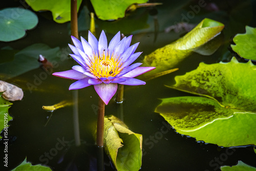 Foto nil manel, blue water lily, nymphaea nouchali, flower, sri lanka, ceylon, temple