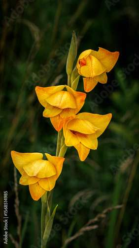 Gladiolus blooms