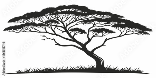 Silhouette of a majestic acacia tree with spreading branches and grass isolated on white background
