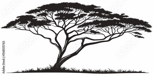 Silhouette of a large acacia tree with a sprawling canopy and grassy foreground isolated on white background