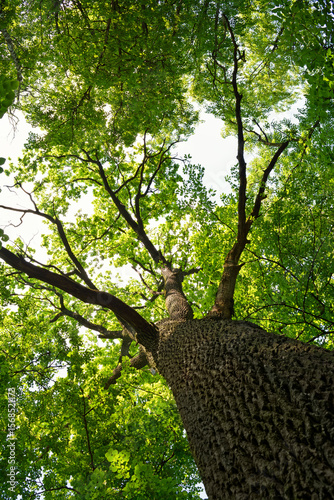 Looking up at a tall tree with vibrant green leaves