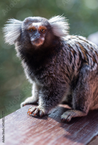 Sagui ou mico Callithrix penicillata