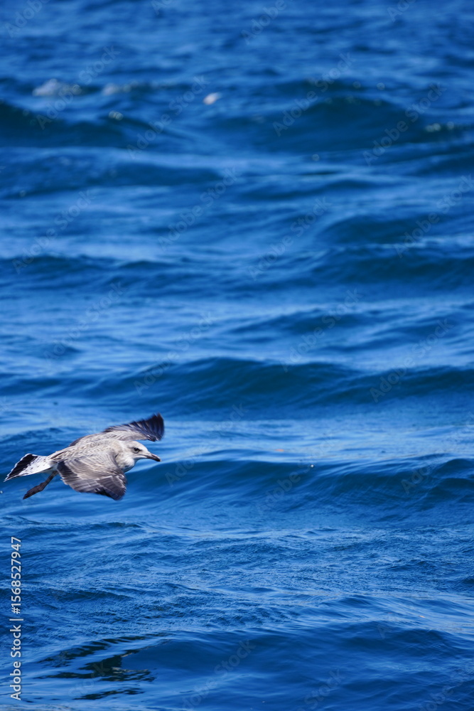 Fototapeta premium sea and bird