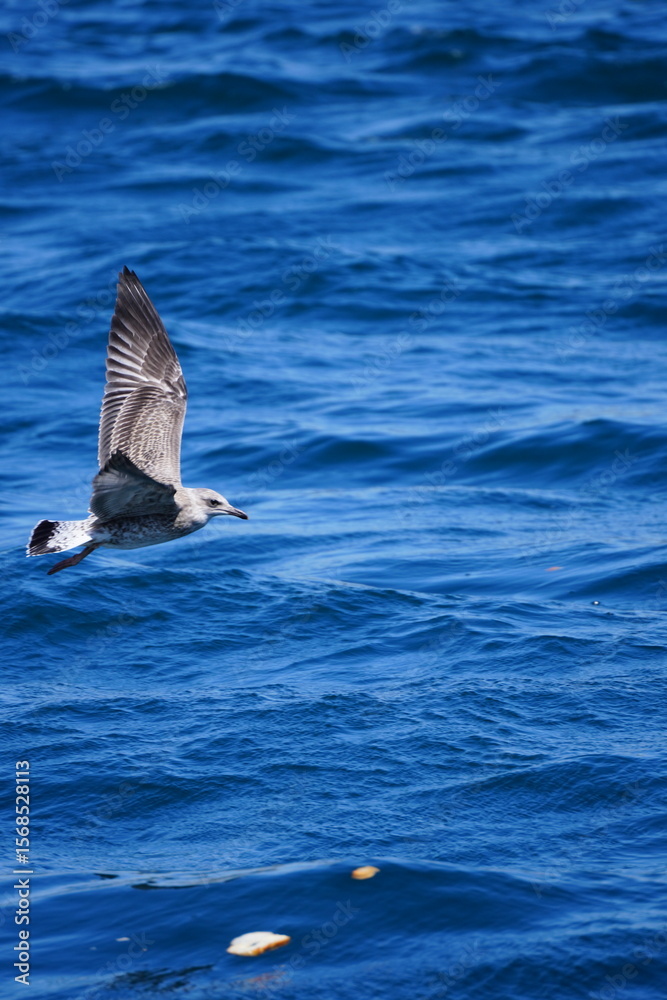 Naklejka premium sea and bird