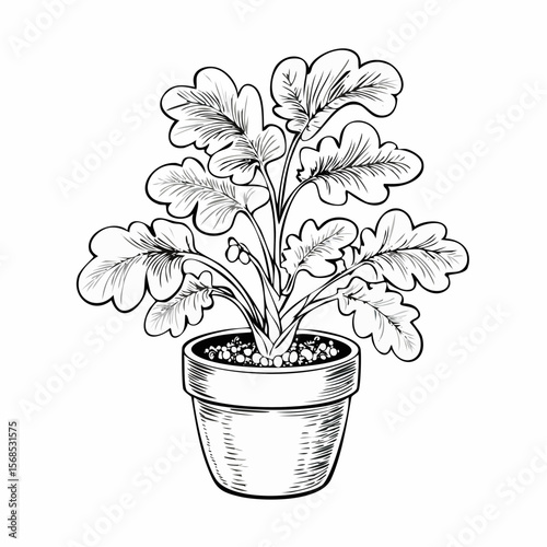 Mandrake plant in the pot Vector Images isolated on white background.