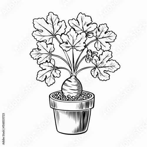 Mandrake plant in the pot Vector Images isolated on white background.