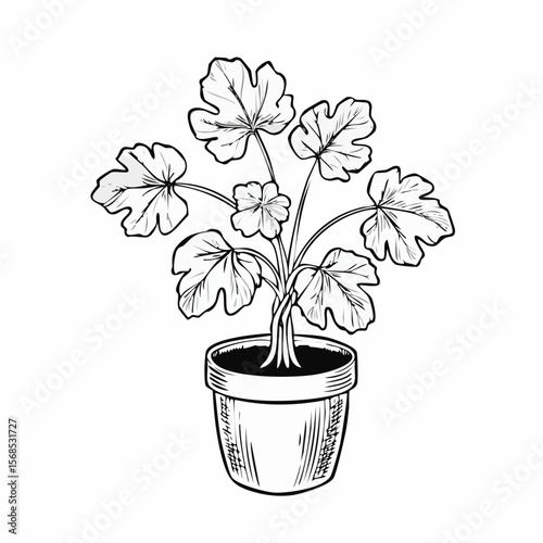 Mandrake plant in the pot Vector Images isolated on white background.