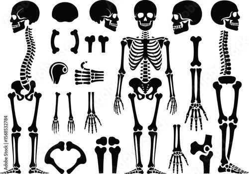 Collection of black silhouette human skeleton parts and full skeletons