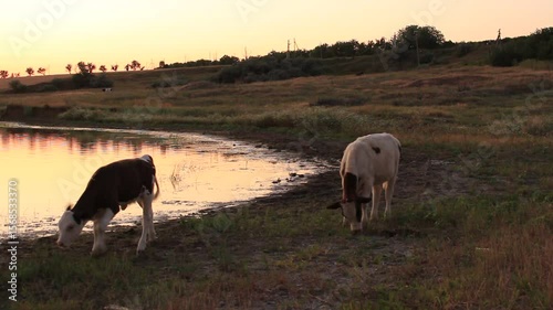 Cows grazing on a field