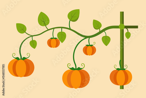 Pumpkin Vine Climbing A Trellis With Small Pumpkins