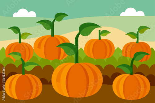 Field Of Pumpkin Plants With Multiple Ripe Fruits