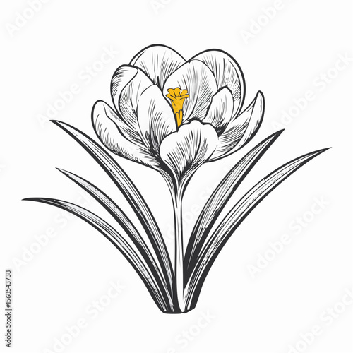 Crocus Flower Spring Blooming Image Vector Isolated on white Background