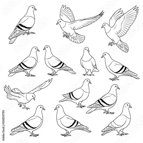 A varied vector collection of pigeons in different poses: standing, walking, taking flight, and flying. Rendered in clean black and white line art.
