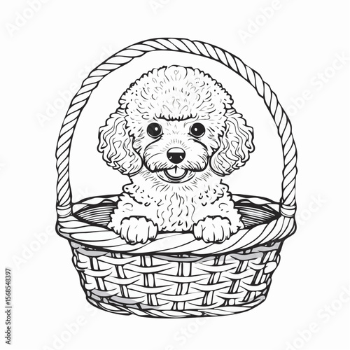 Poodle Puppy Sits in a Wicker Basket Image vector isolated on white Background.