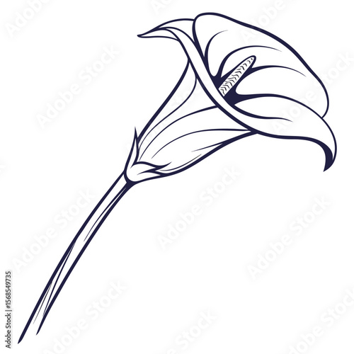 vector illustration of a calla lily
