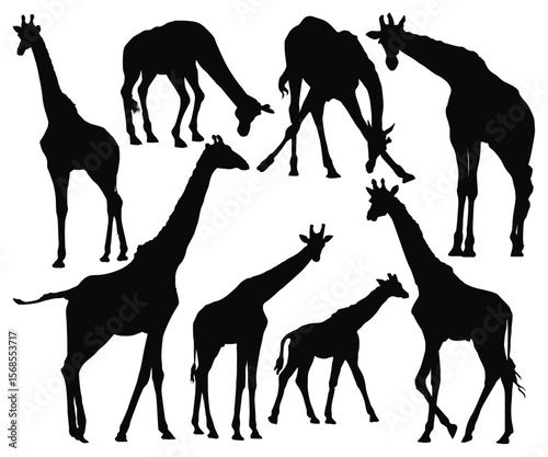 Photography World giraffe day