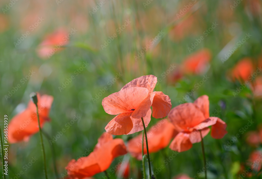 Obraz premium Blurred background with red poppy petal, selective focus