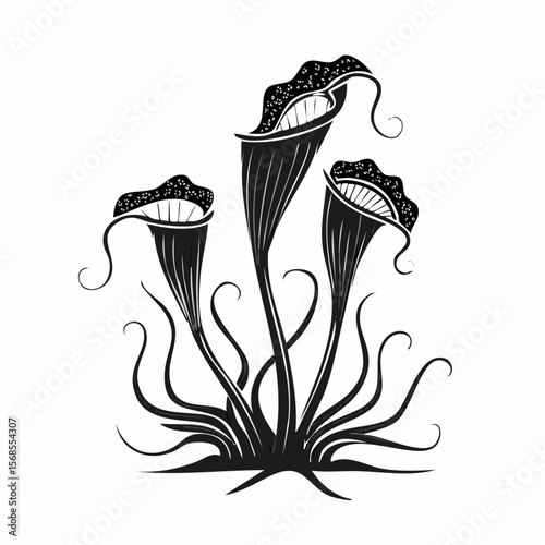 Black and white Carnivorous Pitcher Plant image vector isolated on white background.