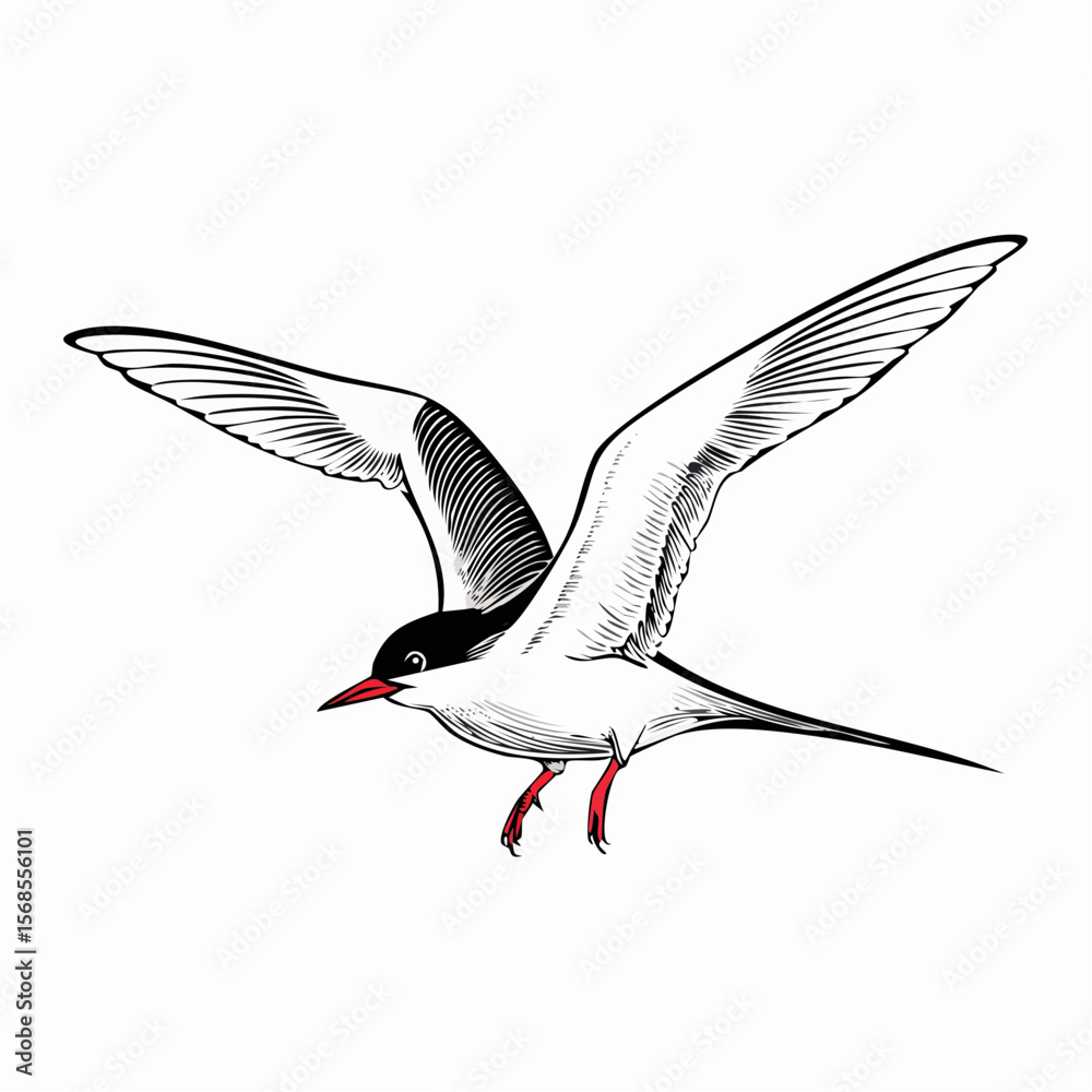 Obraz premium Arctic tern bird vector Image isolated on white background.