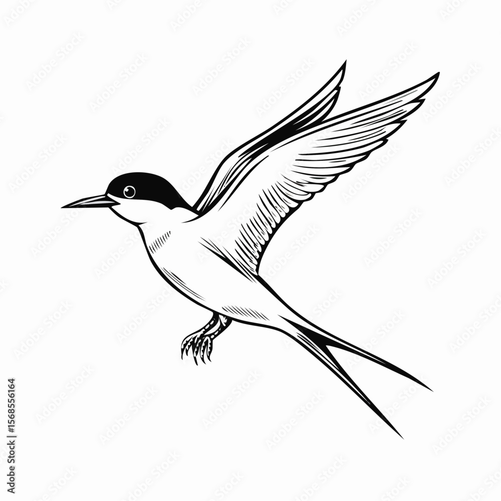 Fototapeta premium Arctic tern bird vector Image isolated on white background.