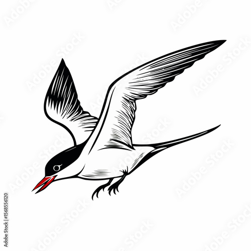 Arctic tern bird vector Image isolated on white background.