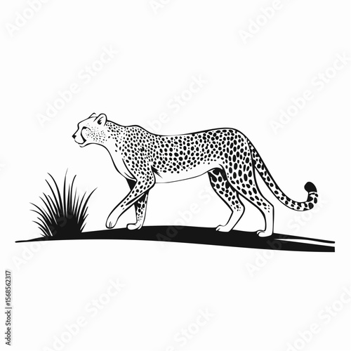 Cheetah gracefully walking in the savannah Image vector isolated on white background.