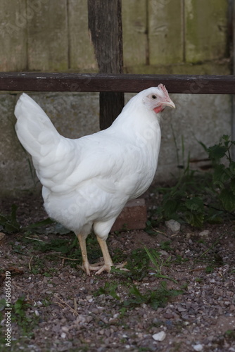 white chicken in the farm
