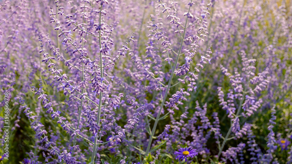 Fototapeta premium Selective focus purple blue spire flowers in the garden with warm sunlight, Salvia yangii or Perovskia atriplicifolia is a flowering herbaceous perennial plant and subshrub, Natural floral background.