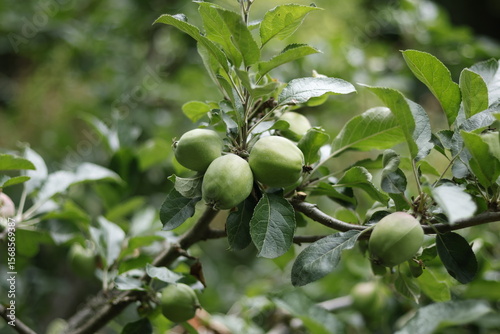 green apple tree