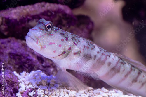 Pink-Spotted Watchman Goby Resting on Aquarium Sand Bed