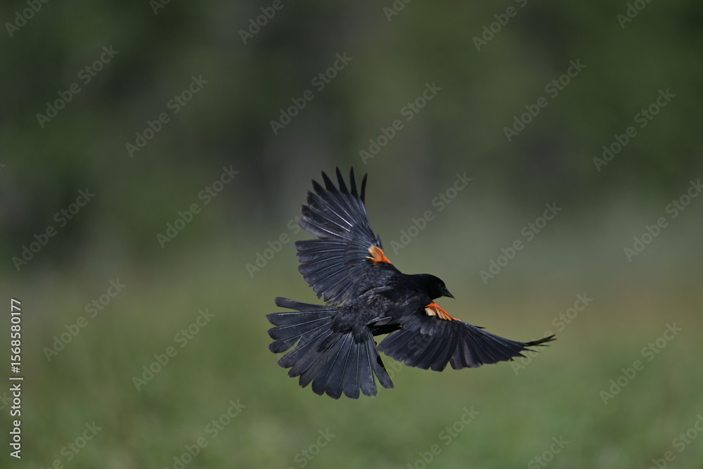 Fototapeta premium Red winged blackbird, nature, portrait