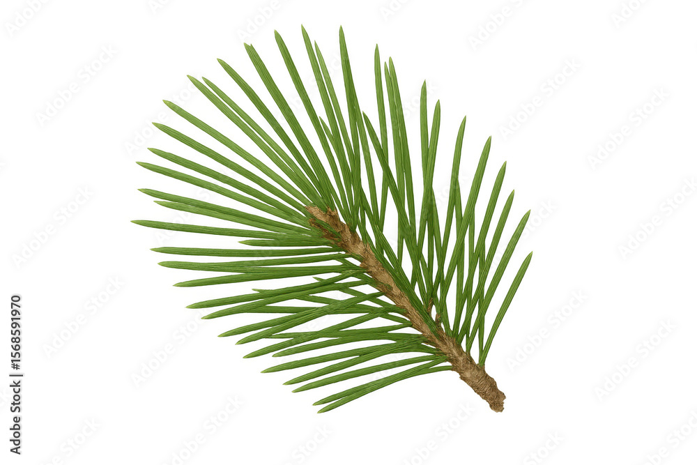 Obraz premium Fresh pine branch isolated on transparent background, perfect for adding a touch of nature to designs
